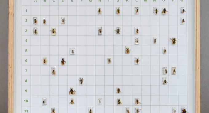 Various bees are placed on a white paper divided into fields and surrounded by a frame